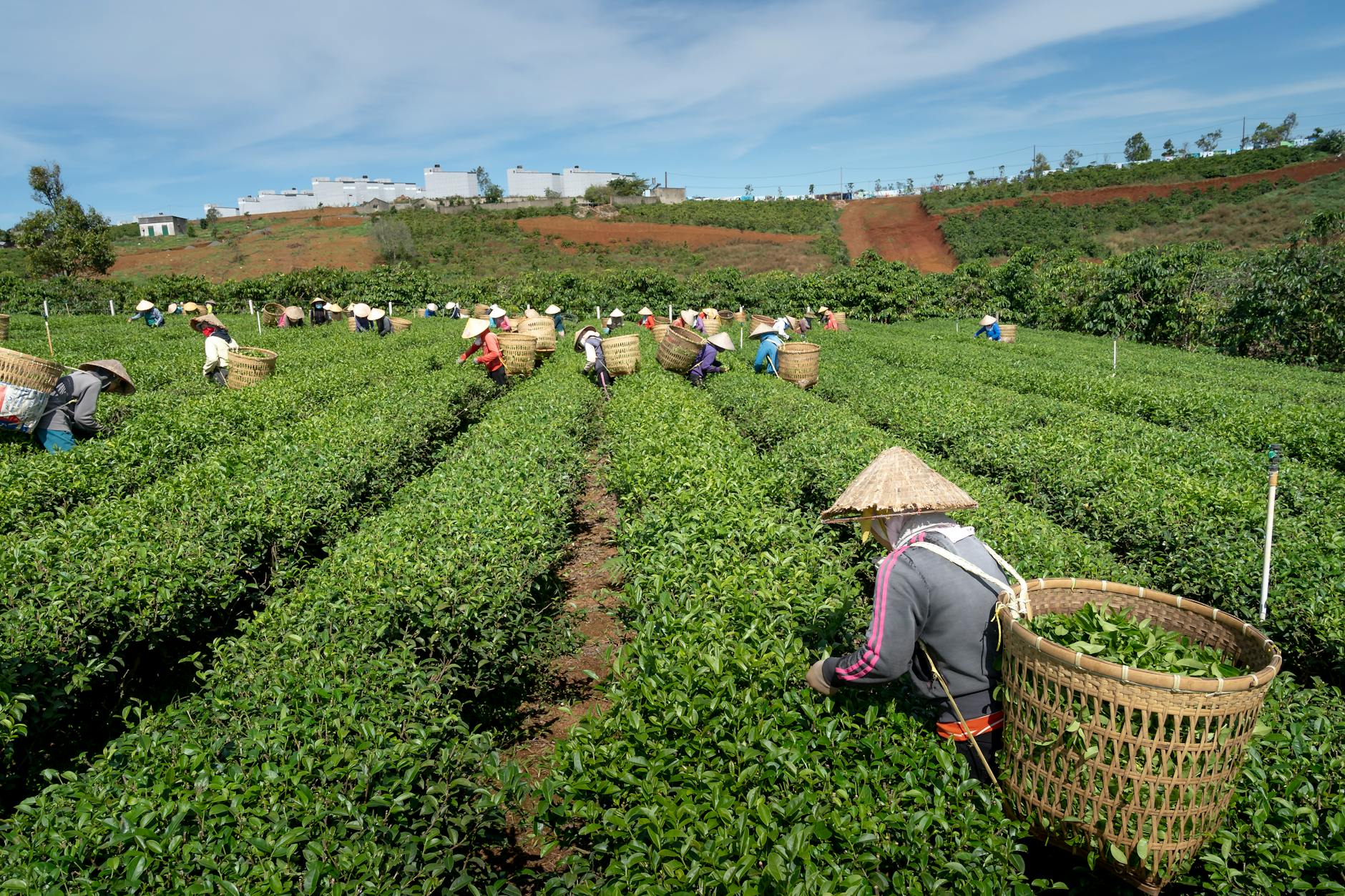 a people harvesting the green tea